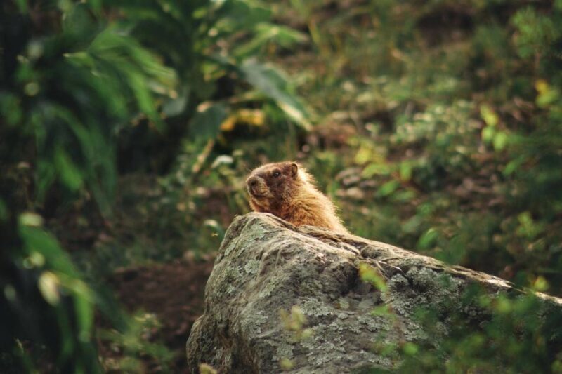 Durango Half Day Jeep Tour - La Plata Canyon - FAQ