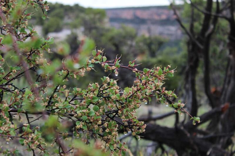 Durango: Mesa Verde National Park, Cliff Palace Tour w/Lunch - Who Should Consider This Tour?