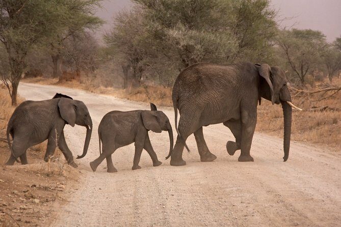 Durban: Big 5 Luxury Safari at an Award Winning Game Reserve  Zeiss Binoculars - What to Expect from the Durban Big 5 Safari