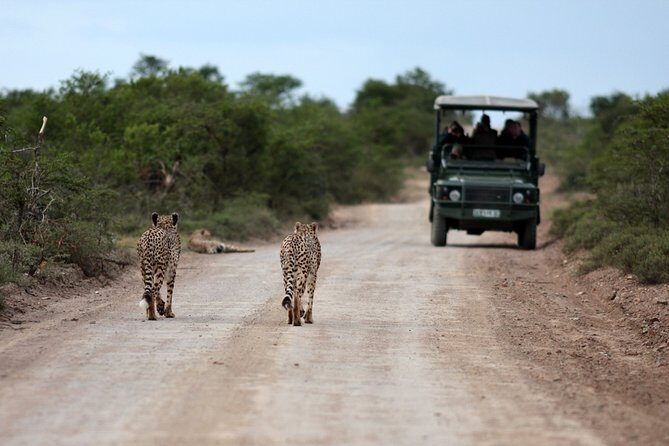 Durban: Big 5 Luxury Safari at an Award Winning Game Reserve  Zeiss Binoculars - FAQ
