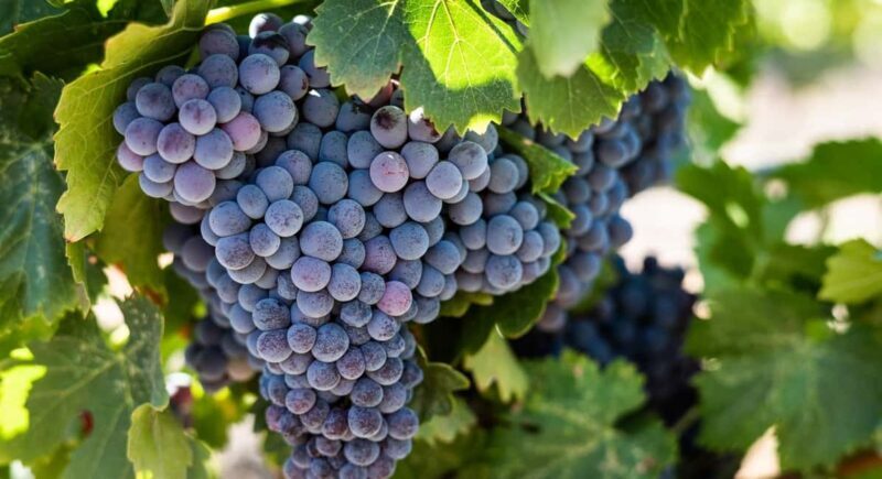 Durres Countryside Vineyards Wine Tasting & Food Pairing - Considering the Price and Value