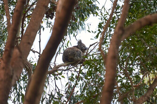 Dusk Discovery Tour - Is This Tour Right for You?