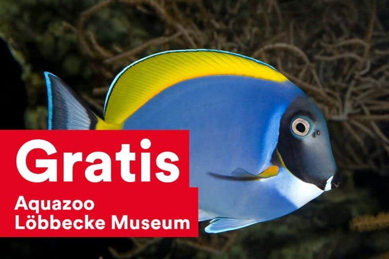 DüsseldorfCard: Discount Tourist Card - What’s Included and What’s Not