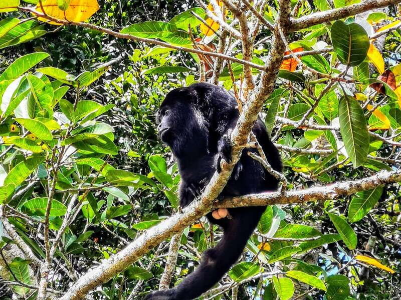 Dzibanche & Kohunlich Mayan Archeology Tour & 3 course Meal - Who Is This Tour Best For?