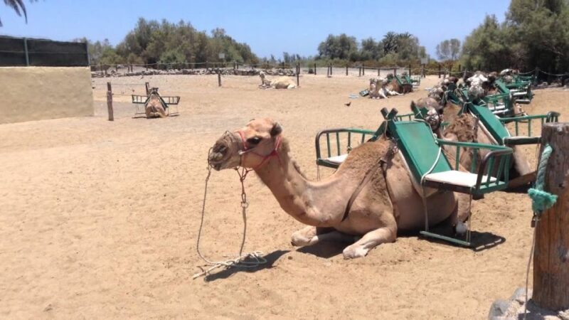 E-Bike City Tour included Camel Tour inside Maspalomas Dunes - Who Should Consider This Tour?