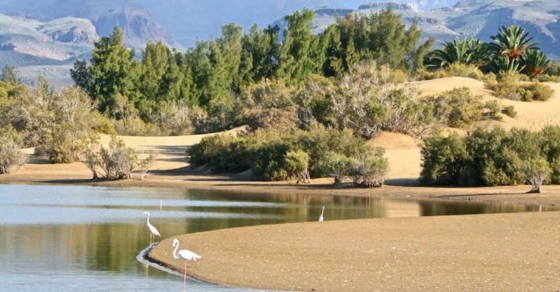 E-Bike CitySightseeing: Maspalomas, Playa Ingles, Meloneras - Exploring Gran Canaria on an E-Bike: A Down-to-Earth Review