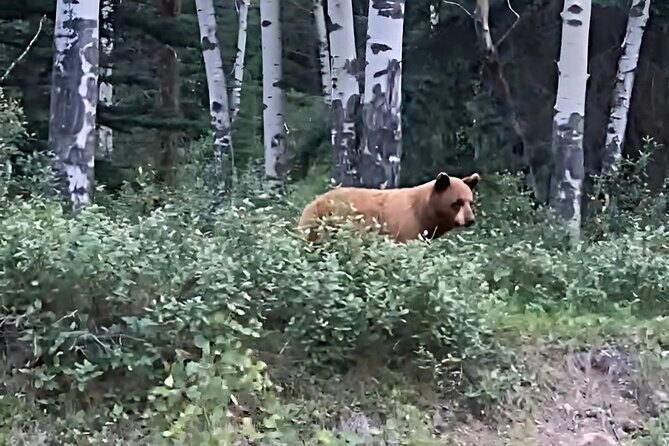 E-Bike Safari Eco Tour - FAQ