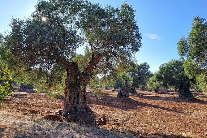E-bike tour in Ostuni. Oil mill, Dolmen and huge olive trees - The Sum Up: Who Should Consider This Tour?