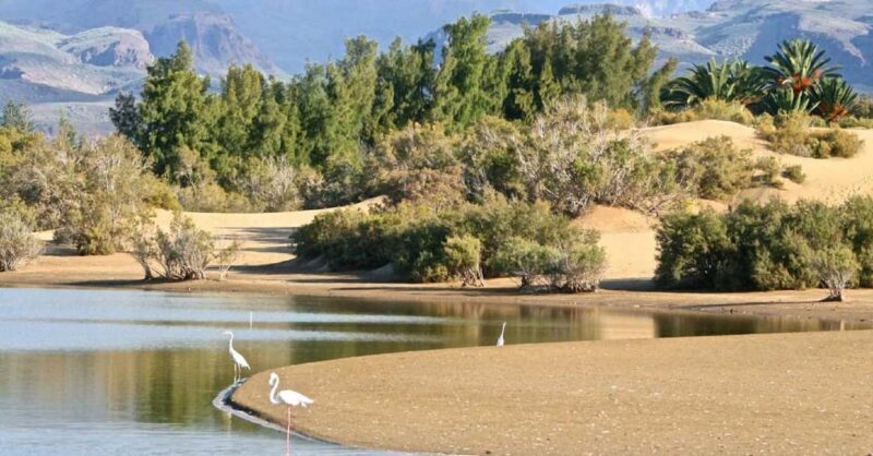 e-Scooter Kickstart CitySightseeing Maspalomas View Points - Final Thoughts