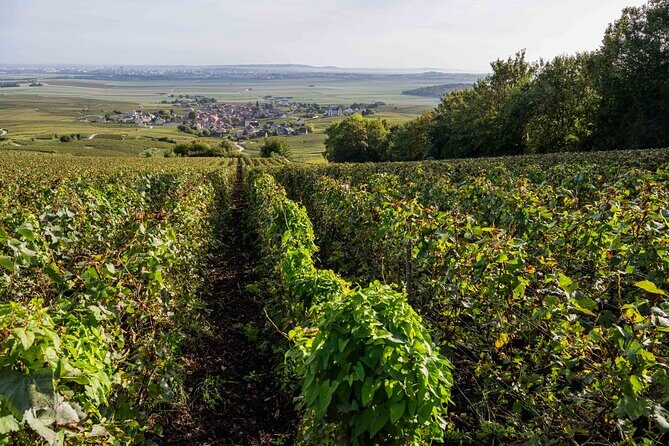 E-Scooter Private Tour and Tasting - Exploring Reims on an E-Scooter: What to Expect