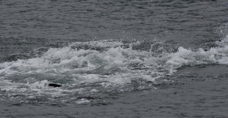 Ear Mountain Charters tours: whale watching or fishing - Things to Keep in Mind