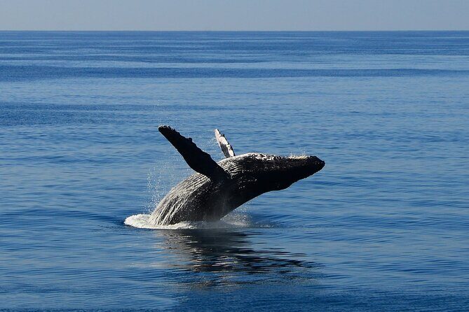 Early Bird Whale Watching Cruise from Waikiki - What to Expect from the Cruise