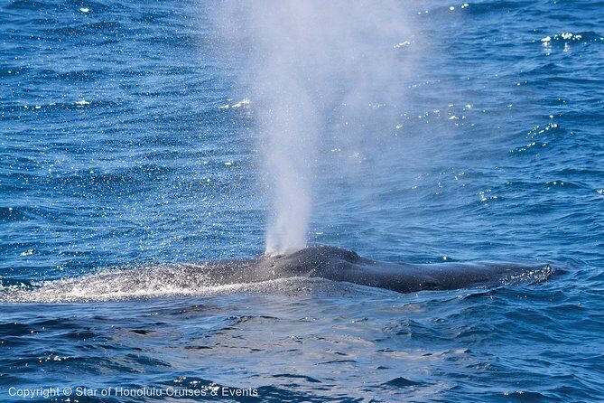 Early Bird Whale Watching Cruise from Waikiki - FAQs