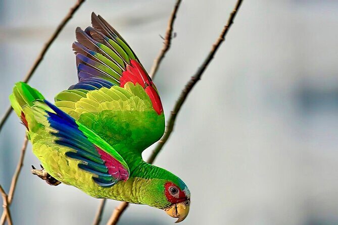 Early Birdwatching Eco City Tour Exper. + 2 Locations & Breakfast - Key Points