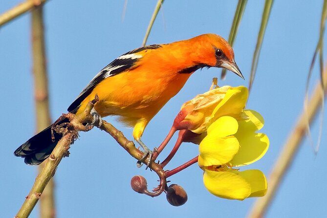 Early Birdwatching Eco City Tour Exper. + 2 Locations & Breakfast - Practical Considerations and Tips