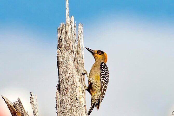 Early Birdwatching Eco City Tour Exper. + 2 Locations & Breakfast - FAQ