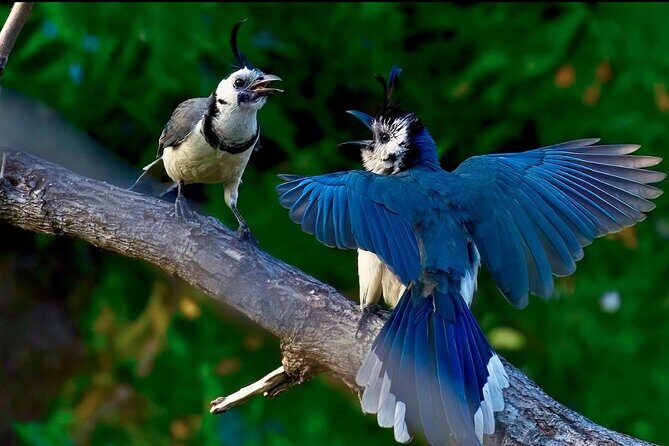 Early Birdwatching Eco City Tour Exper. + 2 Locations & Breakfast - Wrapping Up