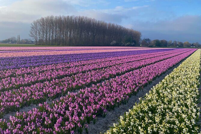 Early Flower fields with Lunch & Windmill Guided Day Tour - A Closer Look at the Tour Experience
