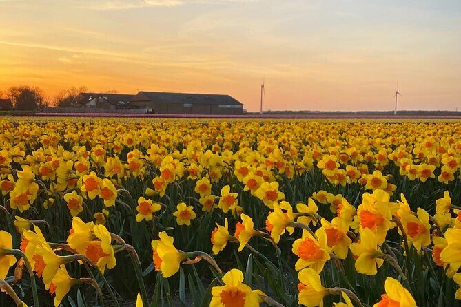 Early Flower fields with Lunch & Windmill Guided Day Tour - Who Is This Tour Best For?