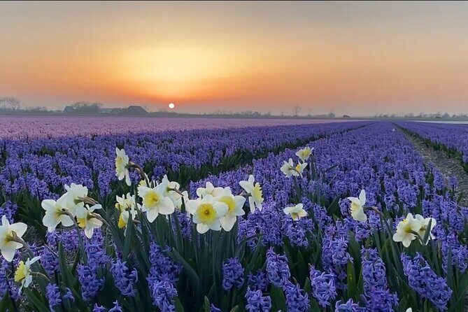 Early Flower fields with Lunch & Windmill Guided Day Tour - Final thoughts
