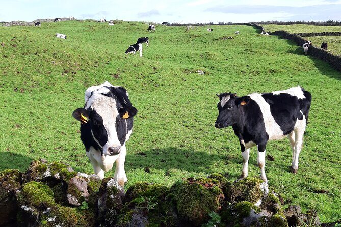 East Coast Van Tour (Half Day) | Terceira Island - FAQ