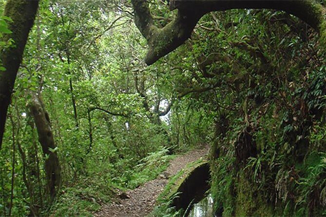 EAST: Pico do Arieiro & Laurissilva Forest - Full Day tour - FAQs