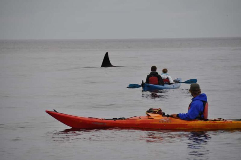 Eastsound: Guided Sucia Island Kayak Tour & Day Trip - Practical Tips for Your Trip