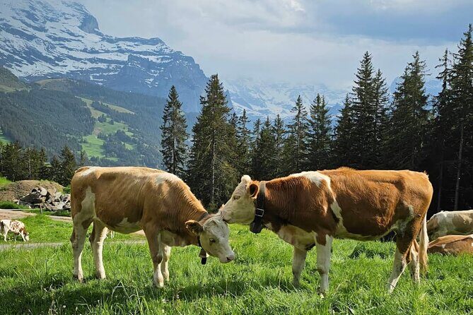 Easy countryside tour in Swiss Alps - kids friendly - A Friendly Look at the Easy Countryside Tour in the Swiss Alps