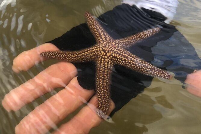 Easy Ride Pedal Kayak Tour Marco Island & Naples (Pedal or Paddle - Who Should Consider This Tour?