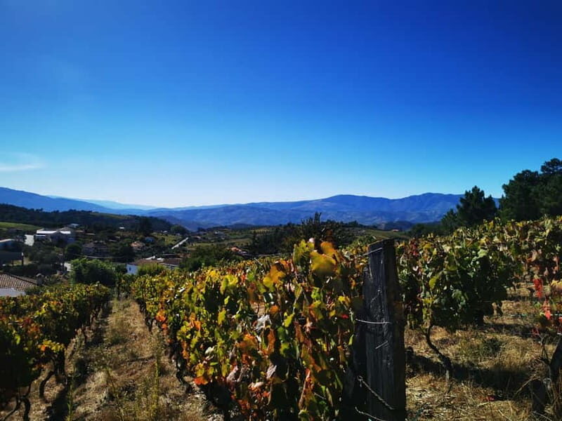 Eat in the vineyards like a Duriense - The culinary highlights