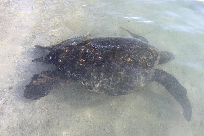 Eco-adventure friendly Aloha Island Tour - Practical Considerations