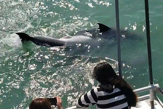 Eco and Dolphin Watch Tour of South Padre Island - FAQs
