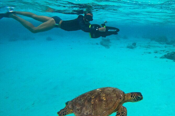 Eco Friendly Sea Scooter Turtle Tour in Rarotonga - What to Expect from the Tour