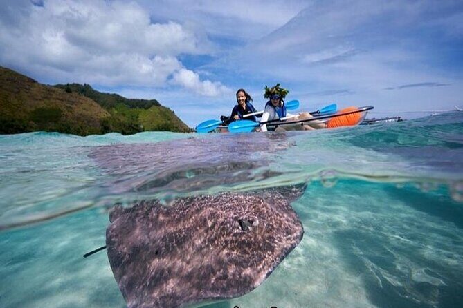 Eco guided excursion to the lagoon of Moorea in a transparent kayak Afternoon 2h - An Honest Look at the Transparent Kayak Tour in Moorea