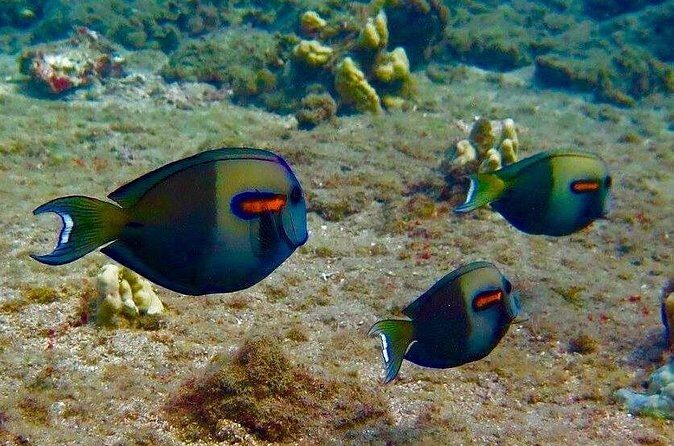 Eco Sea Scooter Beach Entry - Rent a GoPro Video tape Sea Turtles - Who Is This Tour Best For?