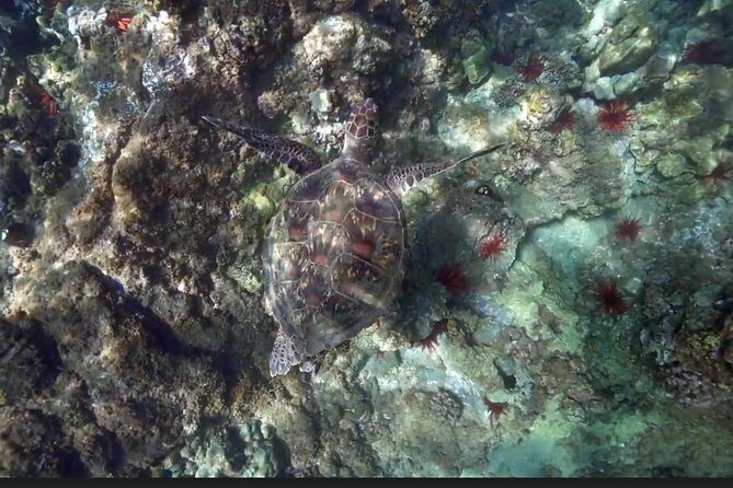 Eco Sea Scooter Guided Beach Tour From The Famous Kapalua Bay - Discovering Maui’s Marine Wonders