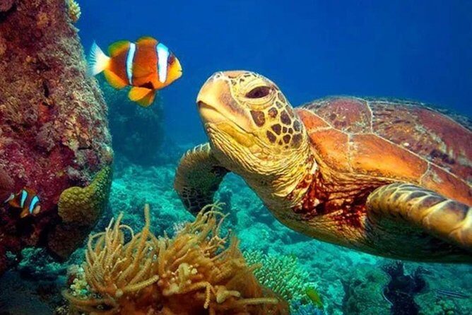 Eco Sea Scooter Guided Beach Tour From The Famous Kapalua Bay - FAQ