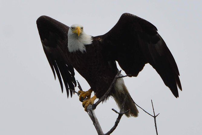 Eco Shelling Cruise to Keewaydin Island - A Closer Look at the Keewaydin Island Eco Shelling Cruise