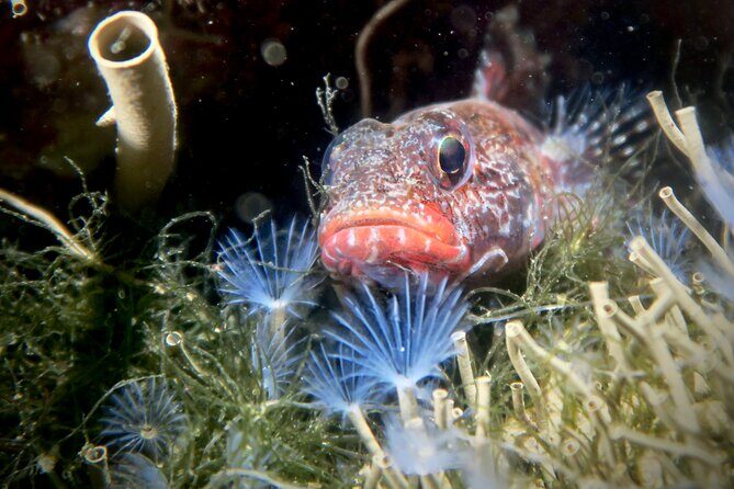 Eco - Try Dive - Key Points