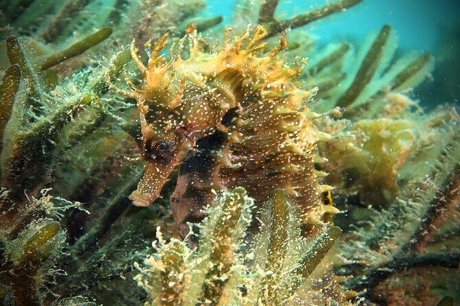 Eco - Try Dive - Pricing and Value