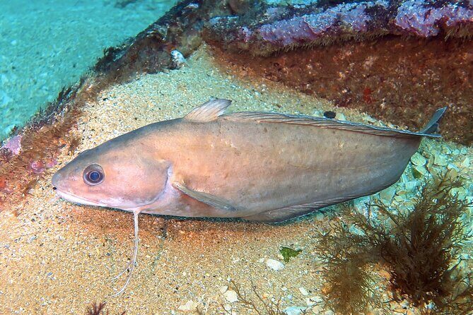 Eco - Try Dive - Practical Details: How It Works