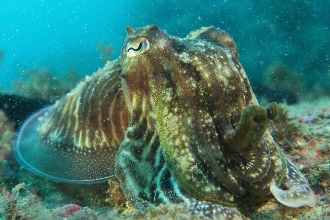 Eco - Try Dive - The Bottom Line: Who Is This Tour Best For?