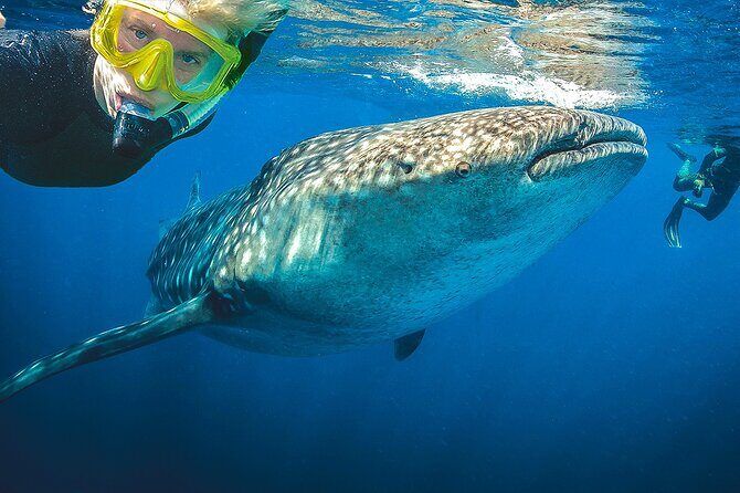 Eco Whale Shark Encounter - Considering the Price: Is it Worth It?