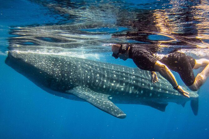Eco Whale Shark Encounter - The Experience and Safety Measures