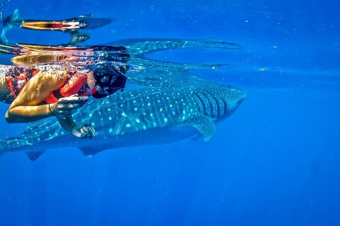 Eco Whale Shark Encounter - FAQ