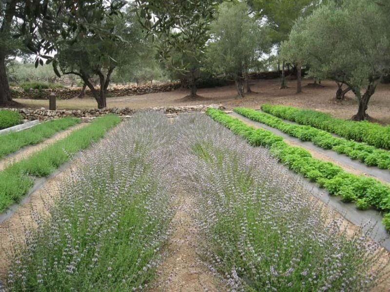 Ecoherbes - Guided Visit to the botanical garden - A Closer Look at Ecoherbes Park