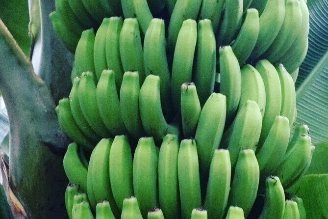 Ecological Banana Plantation Tour - Group Size and Personal Touch
