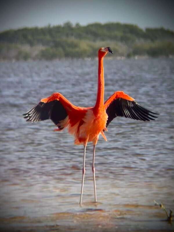 ECOSAFARI - A Closer Look at the ECOSAFARI Experience