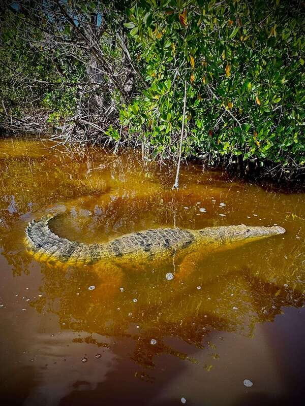 ECOSAFARI - Is This Tour Worth It?