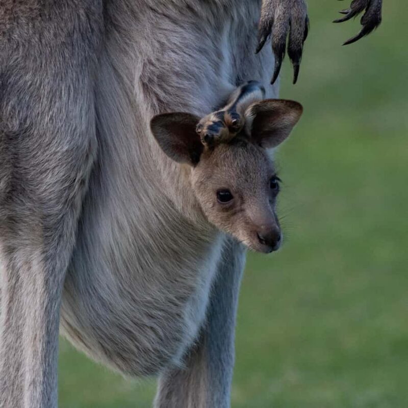 Eden: Sapphire Coast 4 Hour Shore Excursion - A Closer Look at the Eden Sapphire Coast Tour